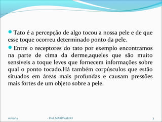 Tato é a percepção de algo tocou a nossa pele e de que 
esse toque ocorreu determinado ponto da pele. 
Entre o receptores do tato por exemplo encontramos 
na parte de cima da derme,aqueles que são muito 
sensíveis a toque leves que fornecem informações sobre 
qual o ponto tocado.Há também corpúsculos que estão 
situados em áreas mais profundas e causam pressões 
mais fortes de um objeto sobre a pele. 
01/09/14 - Prof. MARISVALDO 3 
 