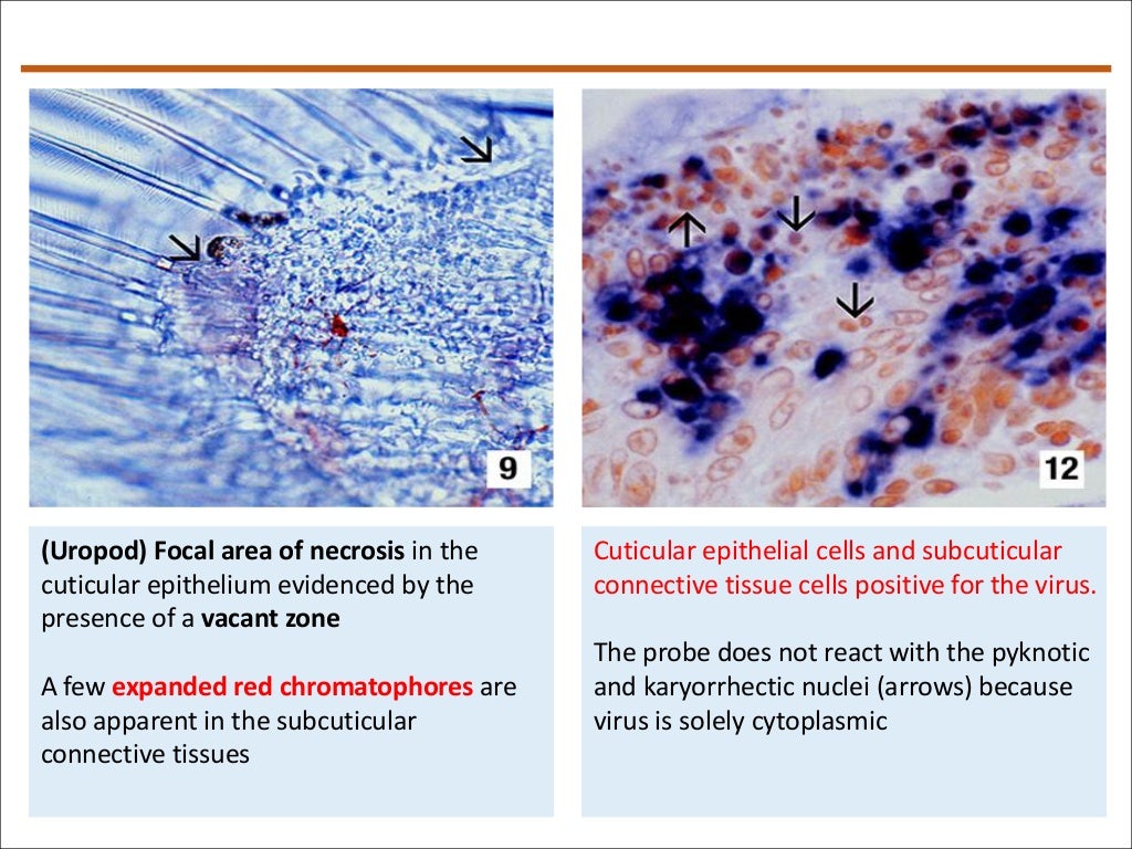 Taura syndrome virus (TSV)