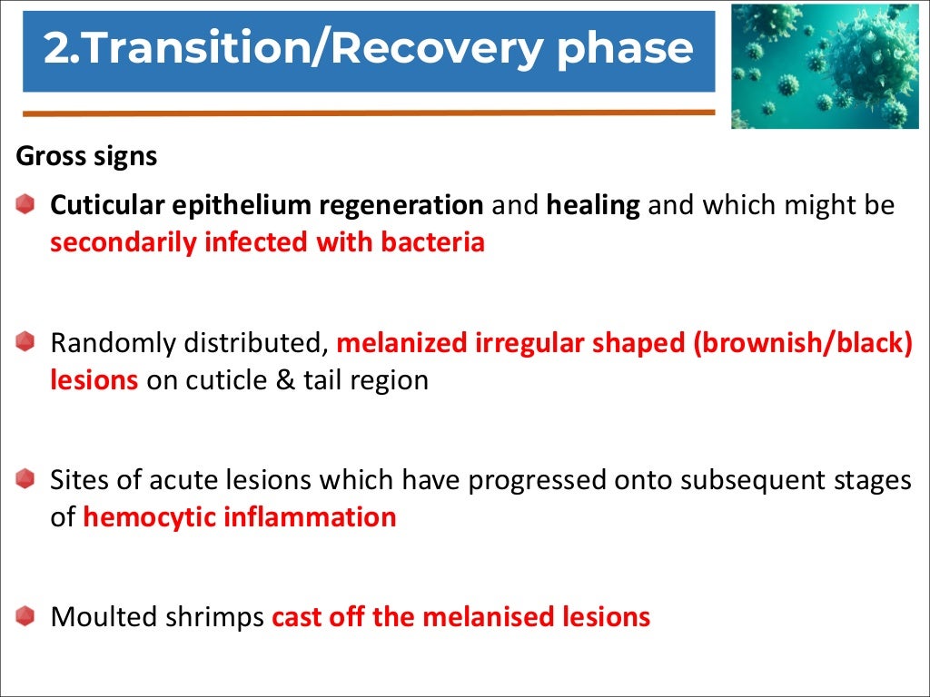 Taura syndrome virus (TSV)