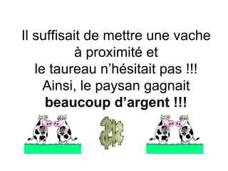 Il suffisait de mettre une vache à proximité et le taureau n’hésitait pas !!! Ainsi, le paysan gagnait beaucoup d’argent !!!   
