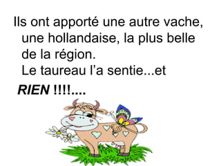 Ils ont apporté une autre vache, une hollandaise, la plus belle de la région.  Le taureau l’a sentie...et RIEN  !!!!.... 