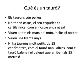 Què és un tauró?
• Els taurons són peixos.
• No tenen ossos, el seu esquelet és
  cartilaginós, com el nostre envà nasal
• Viuen a tots els mars del món, inclòs el nostre.
• Viuen uns trenta anys.
• Hi ha taurons molt petits de 15
  centímetres, com el tauró nan i altres, com el
  tauró balena i el pelegrí que arriben als 15
  metres!
 