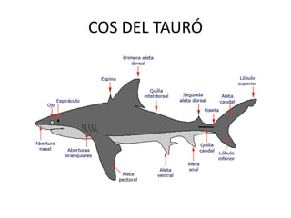 COS DEL TAURÓ
 