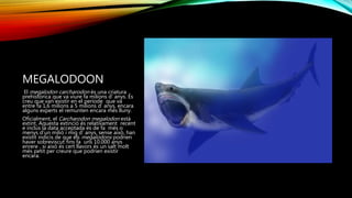 MEGALODOON
El megalodon carcharodon és una criatura
prehistòrica que va viure fa milions d’ anys. És
creu que van existir en el període que va
entre fa 1,6 milions a 5 milions d’ anys, encara
alguns experts el remunten encara més lluny.
Oficialment, el Carcharodon megalodon està
extint. Aquesta extinció és relativament recent
e inclús la data acceptada és de fa més o
menys d’un milió i mig d’ anys, sense això, han
existit indicis de que els megalodons podrien
haver sobreviscut fins fa uns 10.000 anys
enrere , si això és cert llavors és un salt molt
més petit per creure que podrien existir
encara.
 