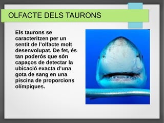 OLFACTE DELS TAURONS
Els taurons se
caracteritzen per un
sentit de l’olfacte molt
desenvolupat. De fet, és
tan poderós que són
capaços de detectar la
ubicació exacta d’una
gota de sang en una
piscina de proporcions
olímpiques.
 