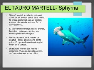 EL TAURO MARTELL- Sphyrna
● El tauró martell és el més estrany i
curiós de tot el món per la seva forma.
Té el cap prolongat cap als costats
amb els ulls a cada extrem. És un
tauró agressiu.
● El tauro martell menja peixos, crancs,
llagostes i calamars, però el seu
aliment preferit és la rajada.
● Pot sobrepassar els 6 metres de
longitud i pesar gairebé cinc-cents
quilos. En general són de color gris i
tenen un to verdós.
● Els taurons martell són marins i
costaners. Viuen en tots els oceans,
però especialment en els càlids.
 