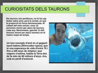 CURIOSITATS DELS TAURONS
Els taurons són perillosos, no hi ha cap
dubte sobre això, però la veritat, és que
la proporció és força desmesurada. Al
voltant del món sencer, unes 12
persones moren per atacs de taurons
cada any. Mentrestant, gairebé 11.420
taurons moren per atacs humans en el
mateix espai de temps.
Un bon exemple d'això és el gegantí
tauró balena (Rhincodon typus), que
té una esperança de vida d'entre 70 i
fins a 100 anys de mitjana i que
segons s'estima, habita la Terra des
de fa més de 60 milions d'anys. Ara,
està en perill d’extinció.
 