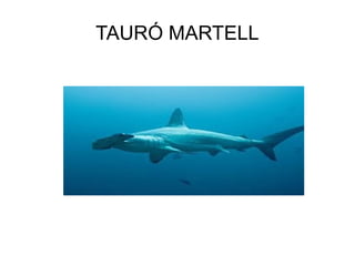 TAURÓ MARTELL
 