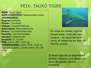 PEIX: TAURÓ TIGRE




            Es troba en moltes regions
            temperades i tropicals dels
            oceans, i és especialment
            comú al voltant de les illes del
            Pacífic central.



           El tauró tigre és un depredador
           solitari i nocturn, que ataca a tot
           tipus de preses: peixos,
           crustacis...
 