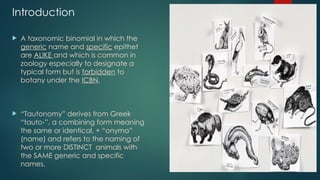 Introduction
 A taxonomic binomial in which the
generic name and specific epithet
are ALIKE and which is common in
zoology especially to designate a
typical form but is forbidden to
botany under the ICBN.
 “Tautonomy” derives from Greek
“tauto-”, a combining form meaning
the same or identical, + “onyma”
(name) and refers to the naming of
two or more DISTINCT animals with
the SAME generic and specific
names.
 