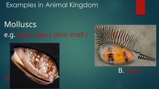 Examples in Animal Kingdom
Molluscs
e.g. Oliva oliva ( olive shell )
B. Malo
malo
 