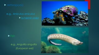  Arthropoda
e.g., Aniculus aniculus
(a hermit crab)
Fish
e.g., Anguilla anguilla
(European eel)
 