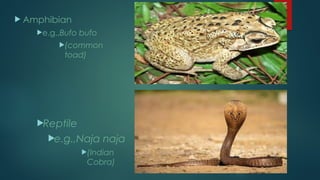  Amphibian
e.g.,Bufo bufo
(common
toad)
Reptile
e.g.,Naja naja
(Indian
Cobra)
 