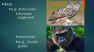 Birds
e.g., Bubo bubo
(Euresian
eagle-owl)
Mammals
e.g., Gorilla
gorilla
 