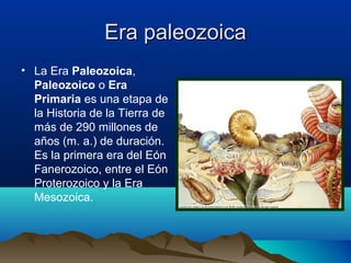 Era paleozoicaEra paleozoica
• La Era Paleozoica,
Paleozoico o Era
Primaria es una etapa de
la Historia de la Tierra de
más de 290 millones de
años (m. a.) de duración.
Es la primera era del Eón
Fanerozoico, entre el Eón
Proterozoico y la Era
Mesozoica.
 