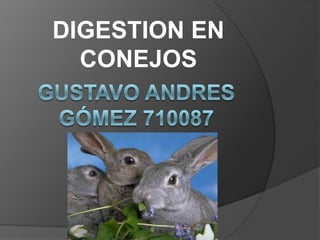 DIGESTION EN CONEJOS Gustavo ANDRES Gómez 710087 