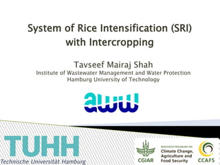 System of Rice Intensification (SRI)
with Intercropping
Tavseef Mairaj Shah
Institute of Wastewater Management and Water Protection
Hamburg University of Technology
 