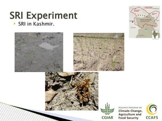 Tavseef Mairaj Shah, Climate Food and Farming (CLIFF) Network presentation November 2017