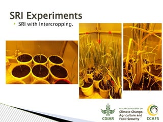 Tavseef Mairaj Shah, Climate Food and Farming (CLIFF) Network presentation November 2017