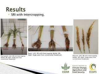 Tavseef Mairaj Shah, Climate Food and Farming (CLIFF) Network presentation November 2017