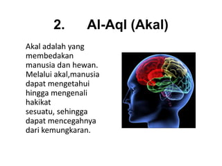 2.       Al-Aql (Akal)
Akal adalah yang
membedakan
manusia dan hewan.
Melalui akal,manusia
dapat mengetahui
hingga mengenali
hakikat
sesuatu, sehingga
dapat mencegahnya
dari kemungkaran.
 