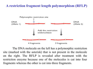 Proses Rflp MOLECULAR TOOLS IN DIAGNOSIS AND CHARACTERIZATION OF INFECTIOUS ...