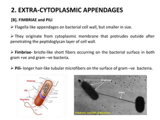 [B]. FIMBRIAE and PILI
 Flagella like appendages on bacterial cell wall, but smaller in size.
2. EXTRA-CYTOPLASMIC APPENDAGES
 They originate from cytoplasmic membrane that protrudes outside after
penetrating the peptidoglycan layer of cell wall.
 Fimbriae- bristle-like short fibers occurring on the bacterial surface in both
gram +ve and gram –ve bacteria.
 Pili- longer hair-like tubular microfibers on the surface of gram –ve bacteria.
 