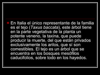 En Italia el único representante de la familia es el tejo ( Taxus baccata ), este árbol tiene en la parte vegetativa de la planta un potente veneno, la taxina, que puede producir la muerte, del que están privados exclusivamente los arilos, que sí son comestibles. El tejo es un árbol que se encuentra en los bosques mesófilos caducifolios, sobre todo en los hayedos.  