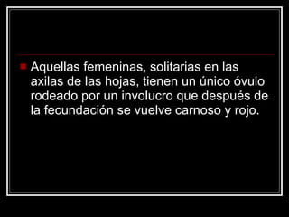 Aquellas femeninas, solitarias en las axilas de las hojas, tienen un único óvulo rodeado por un involucro que después de la fecundación se vuelve carnoso y rojo. 