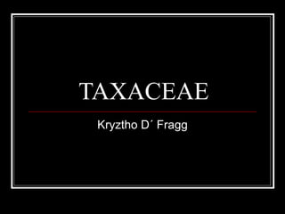 TAXACEAE Kryztho D´ Fragg 