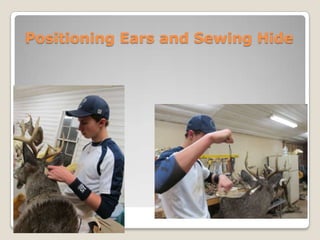 Research mannikins catalog picture