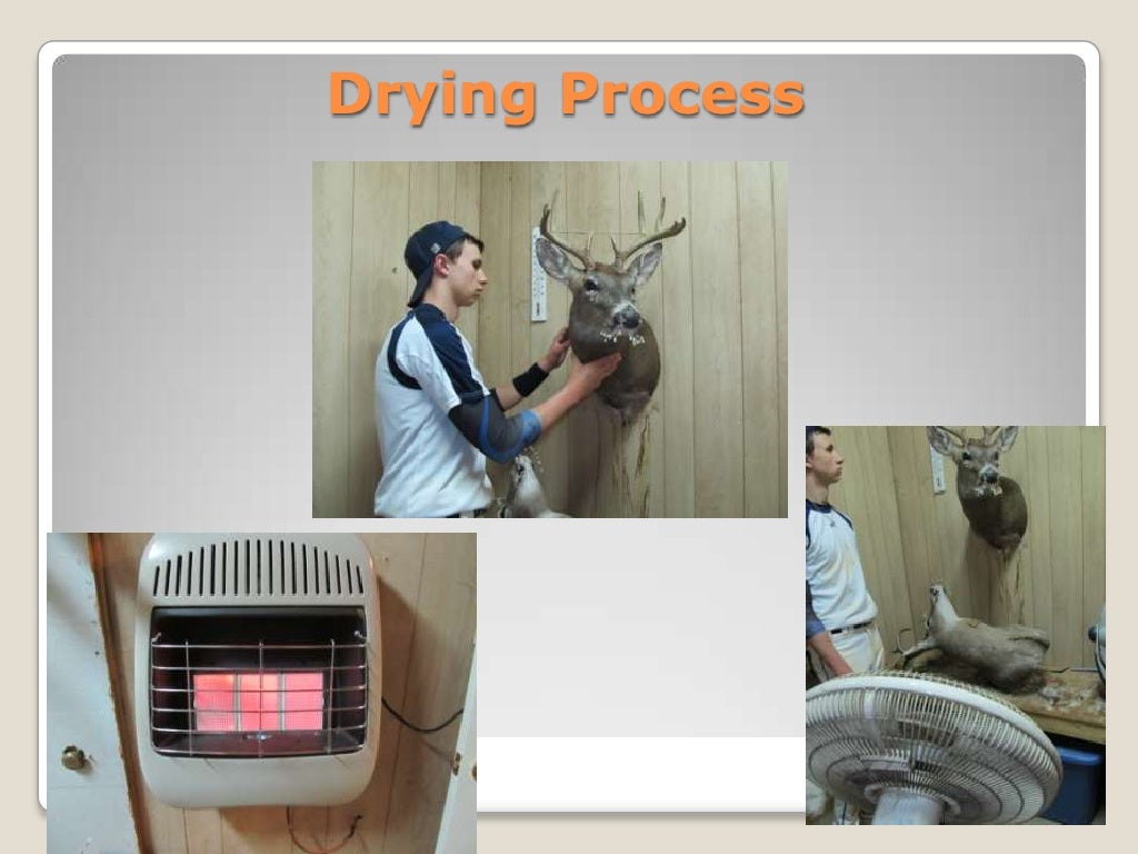 Taxidermy research paper picture