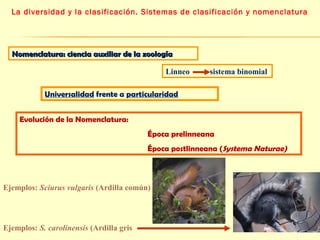 La diversidad y la clasificación. Sistemas de clasificación y nomenclatura 
Nomenclatura: ciencia aauuxxiilliiaarr ddee llaa zzoooollooggííaa 
Linneo sistema binomial 
Universalidad frente a particularidad 
Evolución de la Nomenclatura: 
Época prelinneana 
Época postlinneana (Systema Naturae) 
Ejemplos: Sciurus vulgaris (Ardilla común) 
Ejemplos: S. carolinensis (Ardilla gris 
 