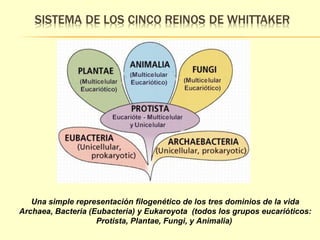 Una simple representación filogenético de los tres dominios de la vida 
Archaea, Bacteria (Eubacteria) y Eukaroyota (todos los grupos eucarióticos: 
Protista, Plantae, Fungi, y Animalia) 
 