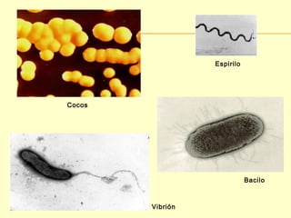 Cocos 
Bacilo 
Espirilo 
Vibrión 
 