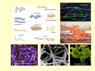 Treponema pallidum 
Vibrio cholerae 
Streptomyces 
Anabaena 
 
