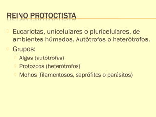  Eucariotas, unicelulares o pluricelulares, de 
ambientes húmedos. Autótrofos o heterótrofos. 
 Grupos: 
 Algas (autótrofas) 
 Protozoos (heterótrofos) 
 Mohos (filamentosos, saprófitos o parásitos) 
 