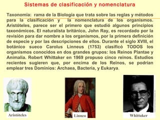 Sistemas de clasificación y nomenclatura 
Taxonomía: rama de la Biología que trata sobre las reglas y métodos 
para la clasificación y la nomenclatura de los organismos. 
Aristóteles, parece ser el primero que estudió algunos principios 
taxonómicos. El naturalista británico, John Ray, es recordado por la 
revisión para dar nombre a los organismos, por la primera definición 
de especie y por las descripciones de ellos. Durante el siglo XVIII, el 
botánico sueco Carolus Linneus (1753) clasificó TODOS los 
organismos conocidos en dos grandes grupos: los Reinos Plantae y 
Animalia. Robert Whittaker en 1969 propuso cinco reinos. Estudios 
recientes sugieren que, por encima de los Reinos, se podrían 
emplear tres Dominios: Archaea, Bacteria, y Eukarya. 
Aristóteles Linneo Whittaker 
 