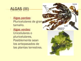  Algas pardas: 
Pluricelulares de gran 
tamaño. 
 Algas verdes: 
Unicelulares o 
pluricelulares. 
Posiblemente sean 
los antepasados de 
las plantas terrestres. 
 