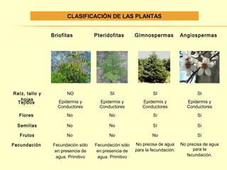Briofitas Pteridofitas Gimnospermas Angiospermas 
Raíz, tallo y 
hojas 
NO SI SI SI 
Tejidos Epidermis y 
Conductores 
Epidermis y 
Conductores 
Epidermis y 
Conductores 
Epidermis y 
Conductores 
Flores No No Sí Sí 
Semillas No No Sí Sí 
Frutos No No No Sí 
Fecundación Fecundación sólo 
en presencia de 
agua. Primitivo 
Fecundación sólo 
en presencia de 
agua. Primitivo 
No precisa de agua 
para la fecundación. 
No precisa de agua 
para la 
fecundación. 
CLASIFICACIÓN DE LAS PLANTAS 
 