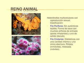 Heterótrofos multicelulares con 
reproducción sexual. 
Clasificación: 
 Filo Poríferos: Sin auténticos 
tejidos. Forma de saco con 
muchos orificios de entrada 
(poros inhalantes) y uno de 
salida (ósculo). 
 Filo Cnidarios: Diblásticos con 
una cavidad interna y una 
única abertura. Pólipos 
(inmóviles), medusas 
(móviles). 
 