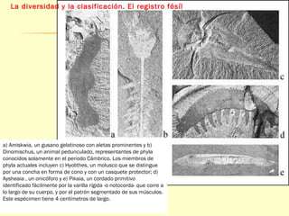 La diversidad y la clasificación. El registro fósíl 
a) Amiskwia, un gusano gelatinoso con aletas prominentes y b) 
Dinomischus, un animal pedunculado, representantes de phyla 
conocidos solamente en el periodo Cámbrico. Los miembros de 
phyla actuales incluyen c) Hyolithes, un molusco que se distingue 
por una concha en forma de cono y con un casquete protector; d) 
Aysheaia , un onicóforo y e) Pikaia, un cordado primitivo 
identificado fácilmente por la varilla rígida -o notocorda- que corre a 
lo largo de su cuerpo, y por el patrón segmentado de sus músculos. 
Este espécimen tiene 4 centímetros de largo. 
 