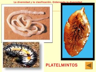 La diversidad y la clasificación. Ordenando la diversidad 
PLATELMINTOS 
 