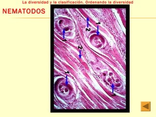 La diversidad y la clasificación. Ordenando la diversidad 
NEMATODOS 
 