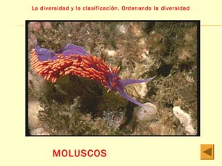 La diversidad y la clasificación. Ordenando la diversidad 
MOLUSCOS 
 