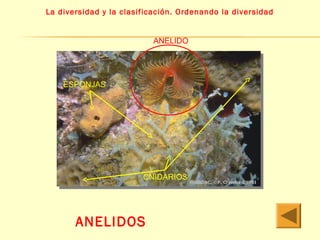 La diversidad y la clasificación. Ordenando la diversidad 
ESPONJAS 
CNIDARIOS 
ANELIDOS 
ANELIDO 
 
