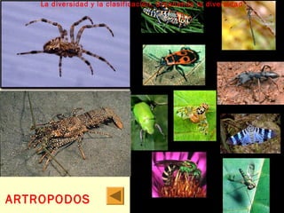 La diversidad y la clasificación. Ordenando la diversidad 
ARTROPODOS 
 