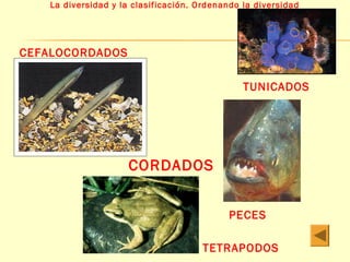 La diversidad y la clasificación. Ordenando la diversidad 
CORDADOS 
TUNICADOS 
PECES 
TETRAPODOS 
CEFALOCORDADOS 
 