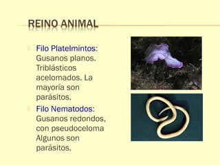 Filo Platelmintos: 
Gusanos planos. 
Triblásticos 
acelomados. La 
mayoría son 
parásitos. 
 Filo Nematodos: 
Gusanos redondos, 
con pseudoceloma 
Algunos son 
parásitos. 
 