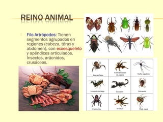 Filo Artrópodos: Tienen 
segmentos agrupados en 
regiones (cabeza, tórax y 
abdomen), con exoesqueleto 
y apéndices articulados. 
Insectos, arácnidos, 
crusáceos. 
 